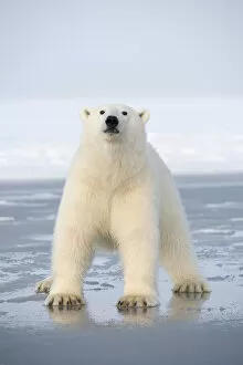 Arctic Ocean Gallery: Polar bear (Ursus maritimus) juvenile crossing over newly forming pack ice, during autumn freeze up