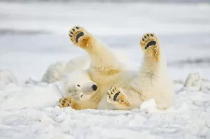 Polar Bears Collection: Polar bear (Ursus maritimus) juvenile rolling around on newly formed pack ice