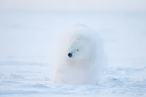 Camouflage Prints: Polar bear (Ursus maritimus) juvenile shaking off snow after rolling around on the pack ice