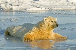 Images Dated 21st October 2012: Polar bear (Ursus maritimus) juvenile spreading body weight over thin newly forming pack ice