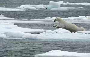 Polar bear (Ursus maritimus) leaping from sea ice, Moselbukta, Svalbard, Norway