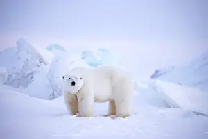 Ursus Polaris Prints: Polar bear (Ursus maritimus) male