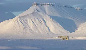 Camouflage Prints: Polar bear (Ursus maritimus) male