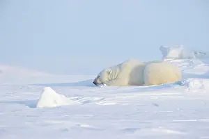 Camouflage Prints: Polar bear (Ursus maritimus) male, sleeping on snow, Svalbard, Norway. April