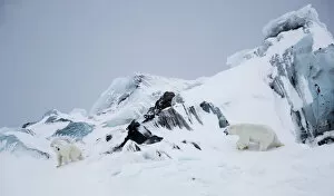 Polar bear (Ursus maritimus) male approaching female in rocky area covered in snow