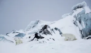 Ursus Polaris Prints: Polar bear (Ursus maritimus) male approaching female in rocky area covered in snow
