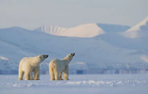 Polar bear (Ursus maritimus) male female pair looking upwards, snow covered hills in background