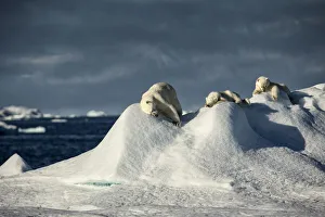 Kalaallit Nunaat Prints: Polar bear (Ursus maritimus) mother and cubs rubbing themselves against mounds of snow
