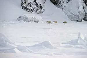 Polar bear (Ursus maritimus) mother with cubs walking through snow, Wrangel Island