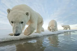 Polar bear (Ursus maritimus) mother with two juveniles walking along ice edge during