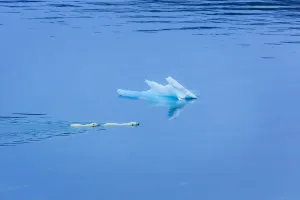 Culture Prints: Polar bear (Ursus maritimus) mother and large second year cub swim across calm water