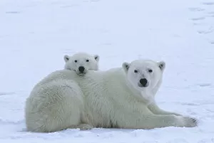 2020 Christmas Highlights Collection: Polar bear (Ursus maritimus) mother and her yearling cub (age 22 months