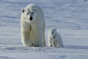Polar bear (Ursus maritimus) mother with three very young cubs, Wrangel Island, Far Eastern Russia