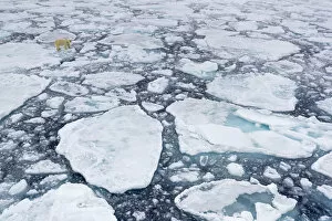 Ursidae Gallery: Polar bear (Ursus maritimus) moving around on ice floe, looking for food, Svalbard