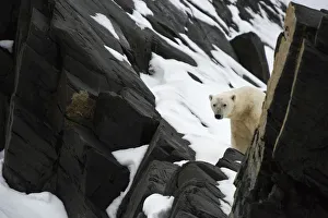 Polar bear (Ursus maritimus) peering past rocks, Karl XII-oya, Svalbard, Norway, September Polar bear (Ursus maritimus) peering past rocks, Karl XII-oya, Svalbard, Norway, September