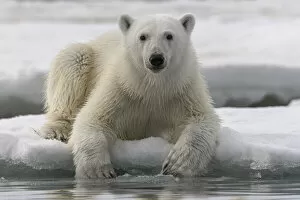 Arctic Ocean Gallery: Polar bear (Ursus maritimus) portrait, Franz Jozef Land, Arctic Russia. July