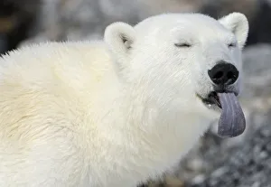 Sticking Out Tongue Prints: Polar Bear (Ursus maritimus) portrait with blue tongue sticking out, Svalbard, Norway