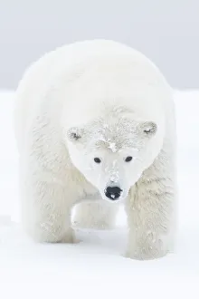 Polar bear (Ursus maritimus) portrait of curious young male, covered in snow