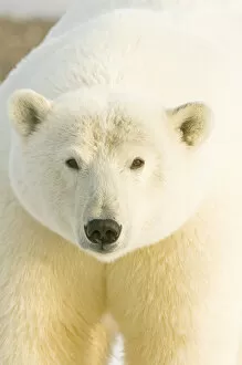 Arctic National Wildlife Refuge Gallery: Polar bear (Ursus maritimus) portrait, female