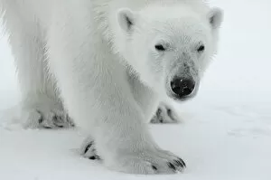 Polar bear (Ursus maritimus) portrait, Svalbard, Norway, July 2008
