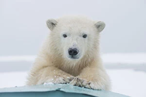 Polar Bears Collection: Polar bear (Ursus maritimus) portrait of a yearling along Bernard Spit, a barrier island