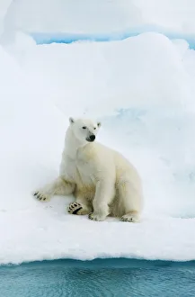 Images Dated 18th August 2010: Polar bear (Ursus maritimus) resting on pack ice, Svalbard, Arctic Norway, vulnerable