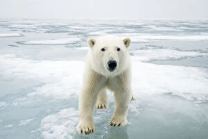 Polar Bears Collection: Polar bear (Ursus maritimus) on sea ice, off the coast of Svalbard, Norway