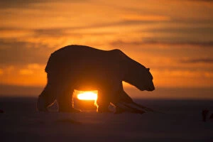 North American Wildlife Collection: Polar bear (Ursus maritimus) silhouetted against setting sun, Bernard Spit, off the 1002 Area