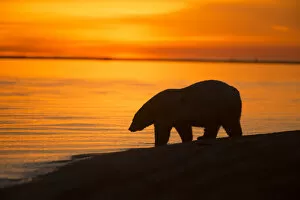 Orange Collection: Polar bear (Ursus maritimus) silhouetted at waters edge at sunset, Bernard Spit