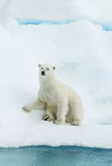 Arctic Gallery: Polar bear (Ursus maritimus) sitting on pack ice, Svalbard, Arctic Norway, vulnerable