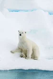 Images Dated 18th August 2010: Polar bear (Ursus maritimus) sitting on pack ice, Svalbard, Arctic Norway, vulnerable