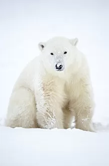 Images Dated 6th April 2022: Polar bear (Ursus maritimus) sitting in snow during a blizzard, Churchill, Canada. November