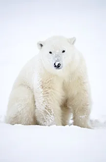 Ursus Polaris Prints: Polar bear (Ursus maritimus) sitting in snow during a blizzard