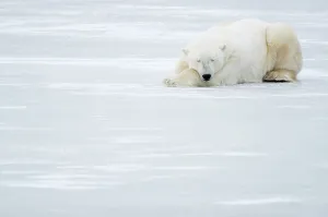Polar Bear (Ursus maritimus) sleeping, Churchill, Canada, November