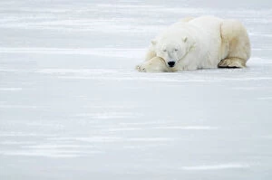 Polar Bear (Ursus maritimus) sleeping, Churchill, Canada, November