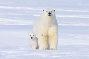 Animal Family Gallery: Polar bear (Ursus maritimus) sow with her cub outside their den in late winter