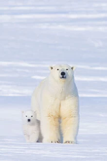 Polar bear (Ursus maritimus) sow with her cub outside their den in late winter