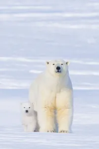 Polar bear (Ursus maritimus) sow with her cub outside their den in late winter