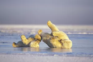 Anwr Gallery: Polar bear (Ursus maritimus) sow and cub sliding on their backs over the pack ice