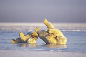 Polar bear (Ursus maritimus) sow and cub sliding on their backs over the pack ice