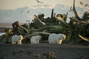 Polar bear (Ursus maritimus) sow with two cubs walking past a pile of Bowhead whale