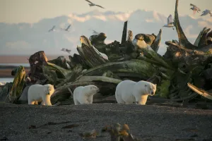Ursus Polaris Prints: Polar bear (Ursus maritimus) sow with two cubs walking past a pile of Bowhead whale