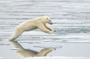 Animals In The Wild Gallery: Polar bear (Ursus maritimus) sow jumping while hunting for seals on sea ice, off