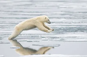 Polar bear (Ursus maritimus) sow jumping while hunting for seals on sea ice, off