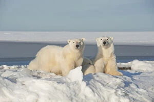 Polar bear (Ursus maritimus) sow with a two juveniles rest along newly formed pack