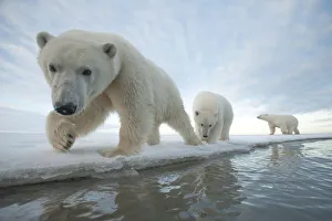 Feet Prints: Polar bear (Ursus maritimus) sow with two juveniles walk along the ice edge during autumn freeze up