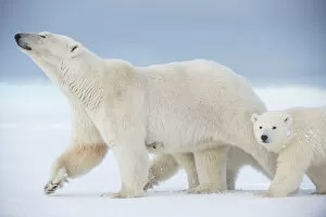 Polar bear (Ursus maritimus) sow with a pair of cubs walk on a barrier island during
