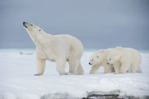Polar bear (Ursus maritimus) sow with a pair of cubs walk on a barrier island during