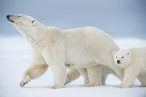 Polar bear (Ursus maritimus) sow with a pair of cubs walk on a barrier island during