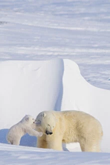Polar bear (Ursus maritimus) sow plays with her spring cub outside their den in late winter